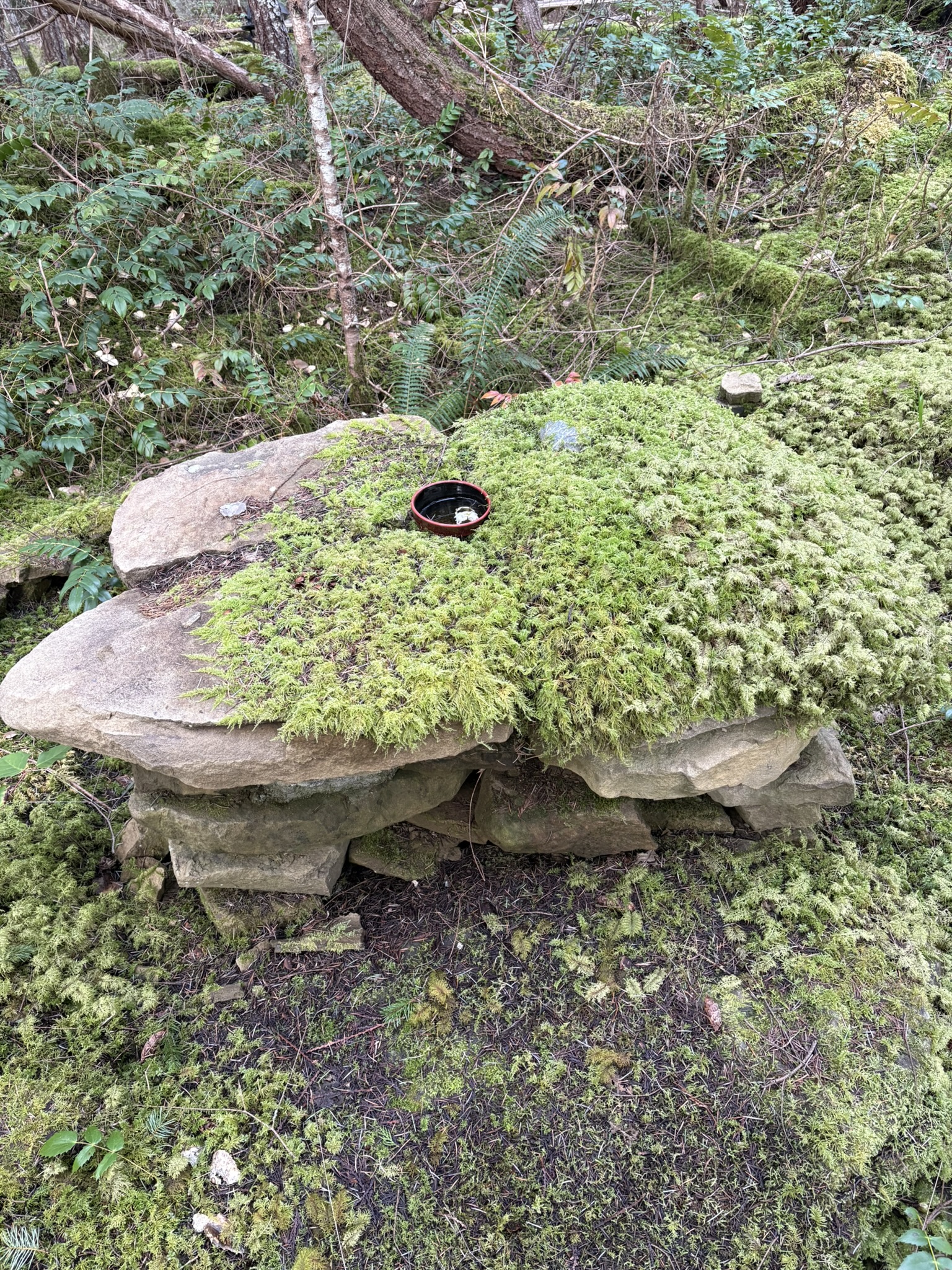 A small bowl resting on a moss-covered stone
