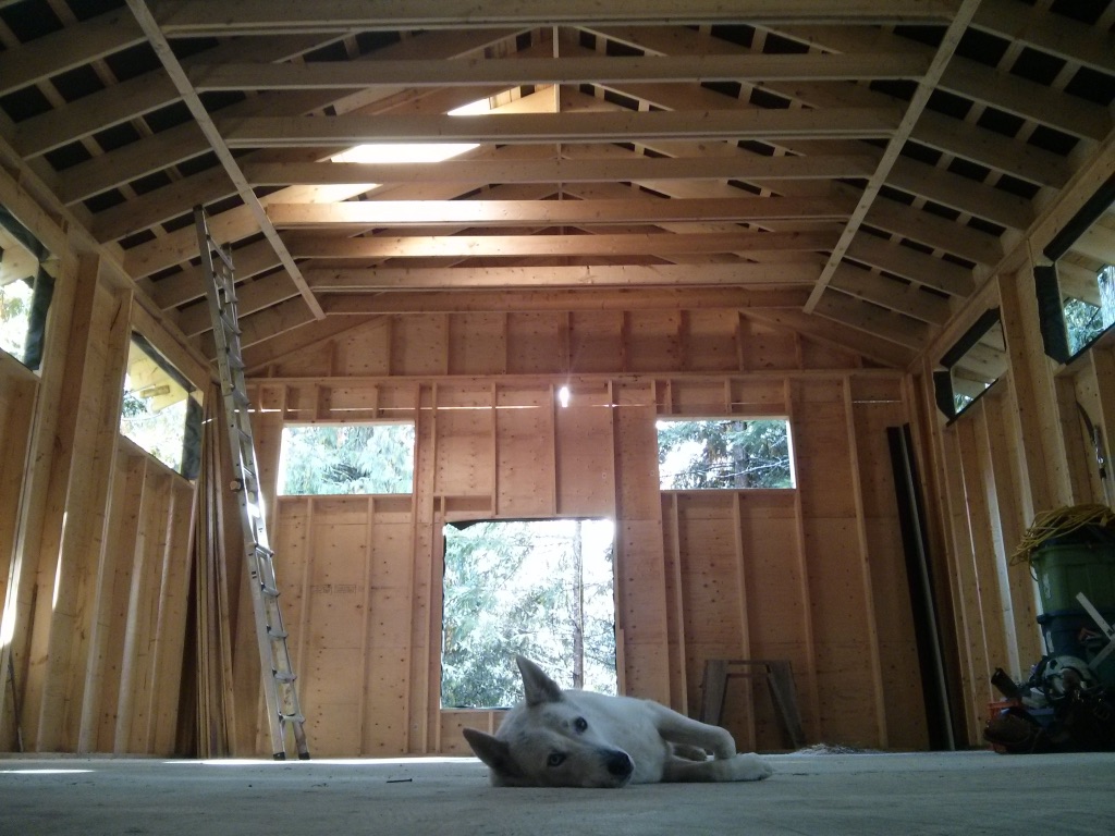 A dog resting on the floor of the unfinished dojo